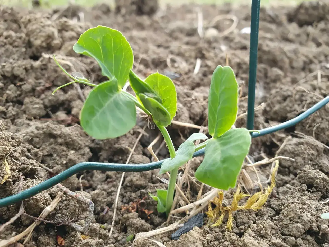 Jeune plant de petit pois en pleine croissance, avec des feuilles vertes tendres et une petite tige. La culture petit pois commence bien !