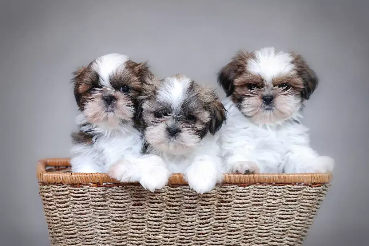 Trzy urocze szczenięta rasy shih tzu w koszyku. Ich futerko ma piękne shih tzu kolory: biały z brązowymi i szarymi łatkami.