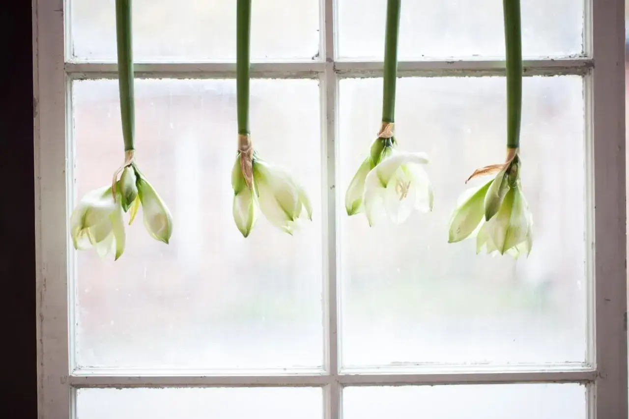 Fyra snitt amaryllis h&auml;nger ned framf&ouml;r ett gammalt f&ouml;nster. Blommorna &auml;r vita med gr&ouml;na stj&auml;lkar.