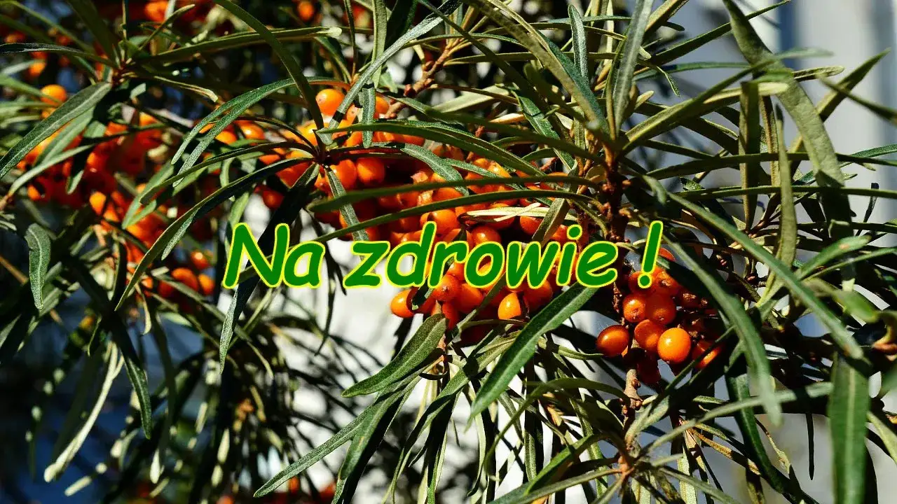 Zdjęcie Nalewka z rokitnika na co pomaga - odkryj jej zdrowotne właściwości