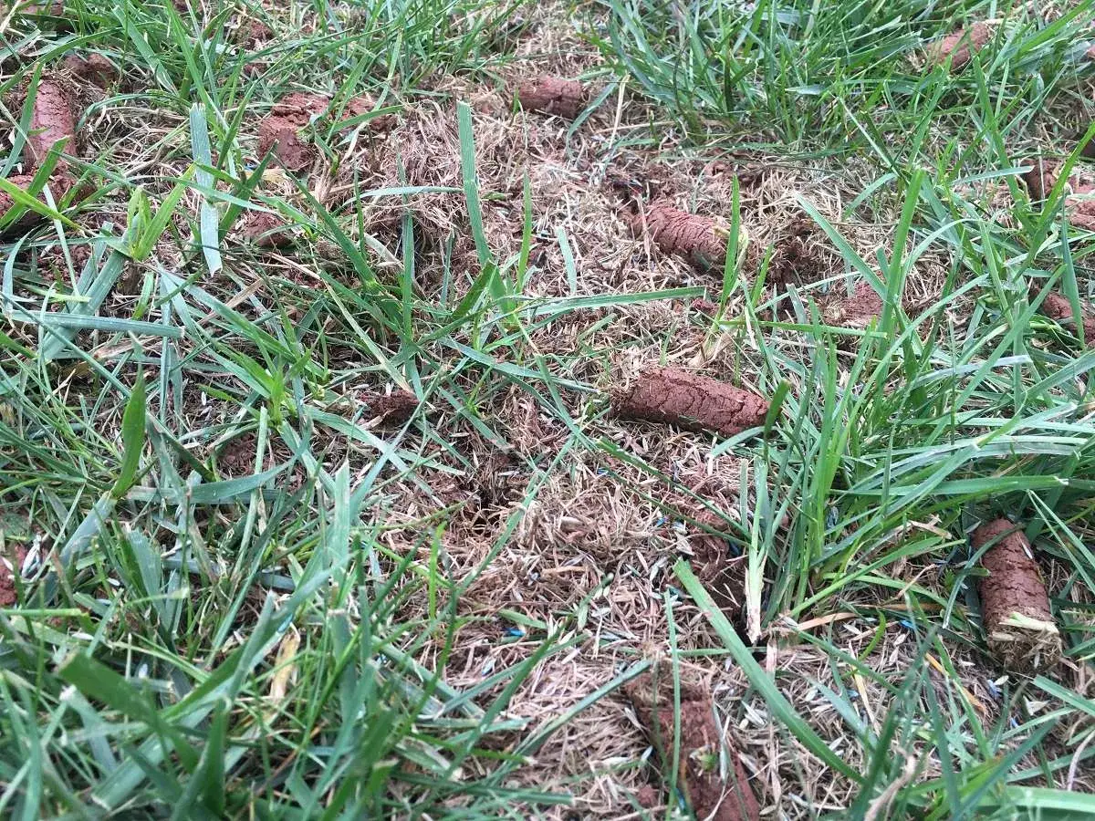 Ziemia próchnicza w postaci wałeczków, odsłonięta przez aerację trawnika, czeka na rozkruszenie i użyźnienie gleby.