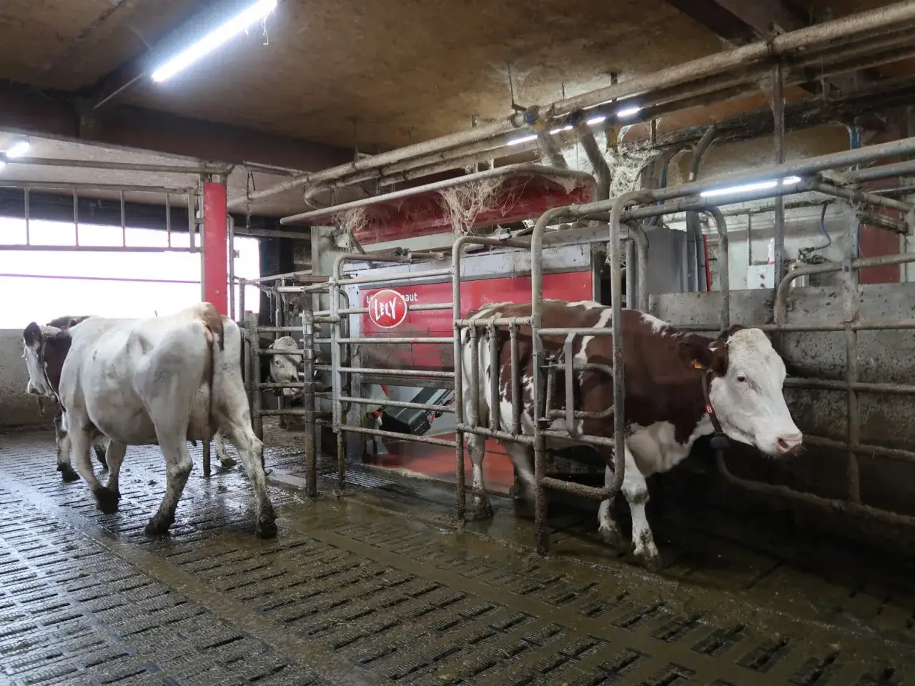 Dans une étable moderne, des vaches pie rouge attendent leur tour pour la traite automatique.