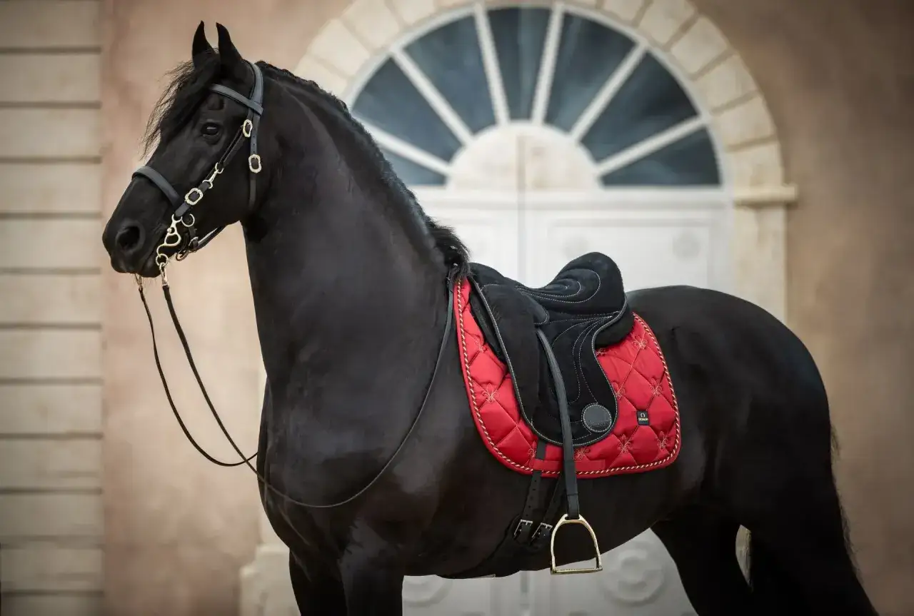 Schwarzes Pferd mit roter Schabracke und schwarzem Sattel. Die Schabracke hat eine besondere Bedeutung für den Reiter.