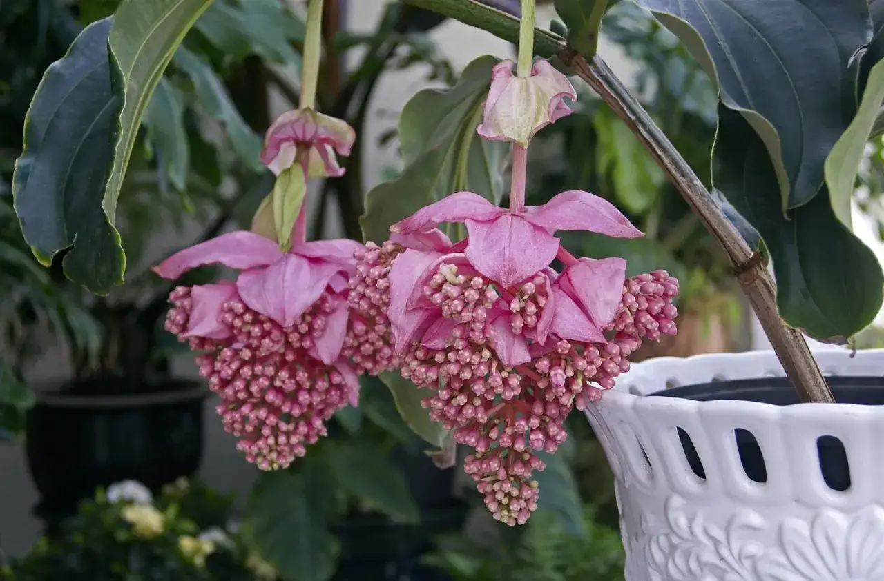 Dwa wiszące kwiaty medinilla w kolorze r&oacute;żowym, z licznymi drobnymi pąkami, zwisają z zielonych liści.