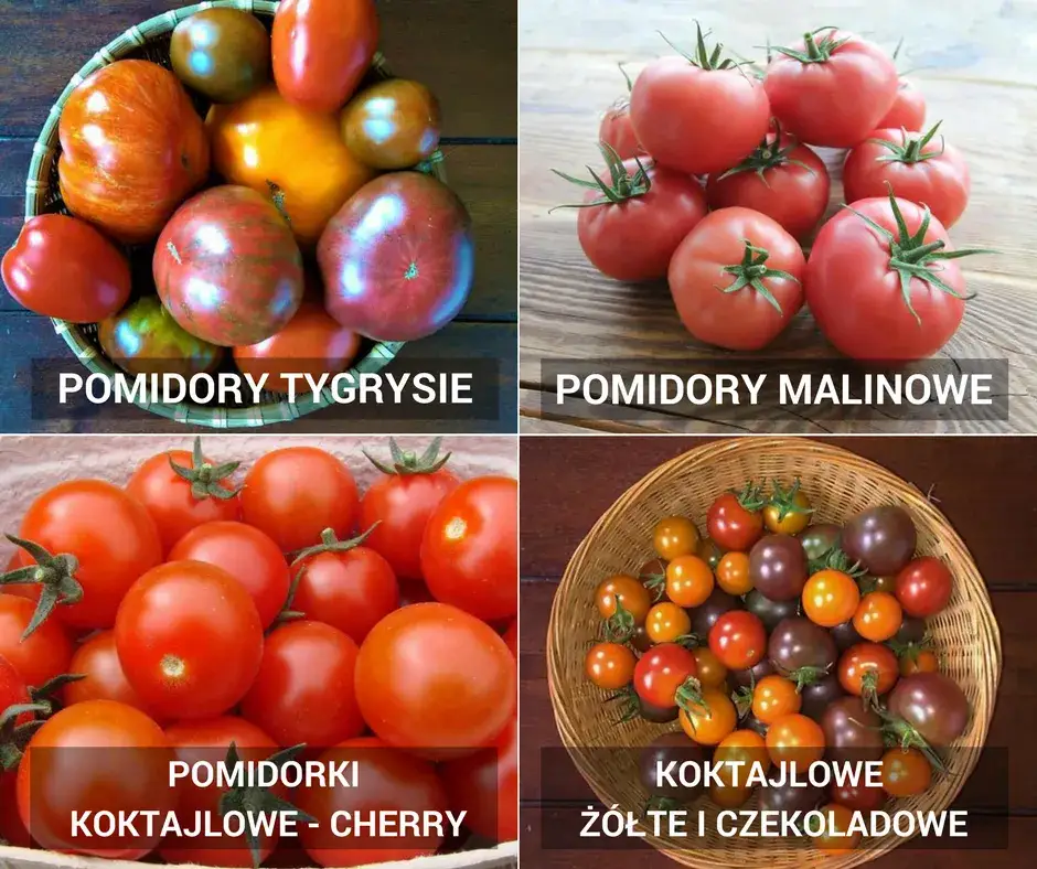 por&oacute;wnanie mrożonych i wekowanych pomidor&oacute;w