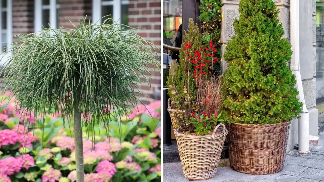 Szukasz inspiracji, jakie drzewko na balkon? Zobacz te propozycje: ozdobne drzewko o zwisających gałązkach i choinka w donicy z lampkami.
