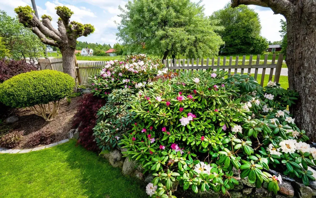 En vacker tr&auml;dg&aring;rd med olika blommor sorter, inklusive rosa och vita rhododendron, en formklippt buske och ett tr&auml;d med knotiga grenar.