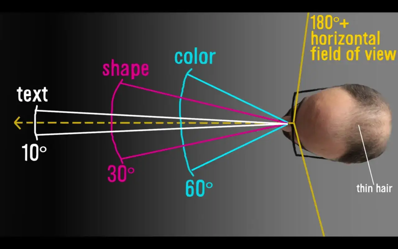 Il campo visivo umano, che non ha quanti pixel ha l'occhio umano, &egrave; di 180&deg;+. Vengono mostrati i campi per forma, colore e testo.