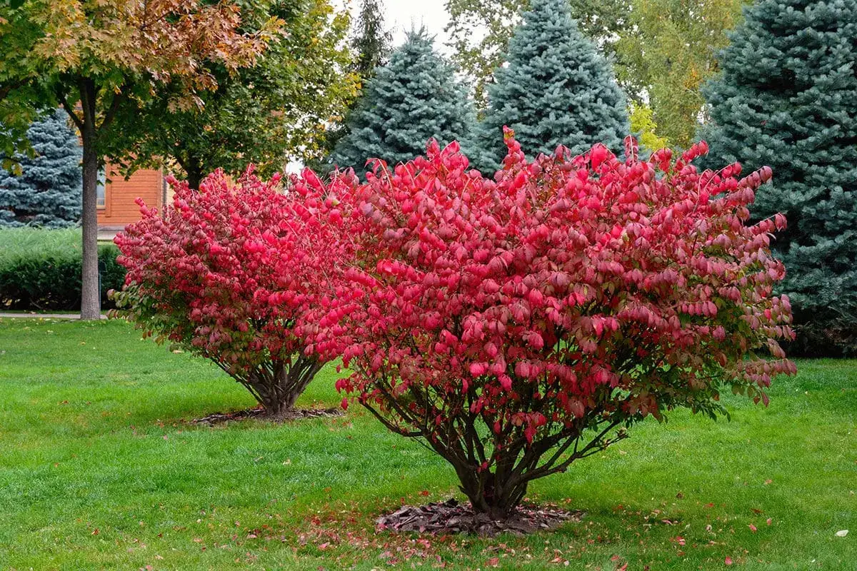 Deux arbustes aux feuilles rouge vif éclatent sur une pelouse verte, annonçant l'automne.