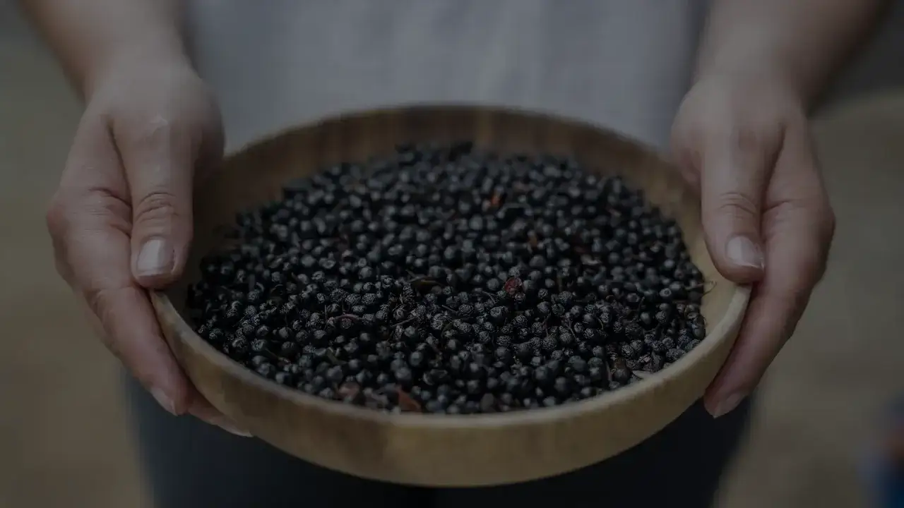 Hände halten eine Schale voller dunkler Beeren. Informationen über maqui-beere nebenwirkungen sind hier nicht ersichtlich.