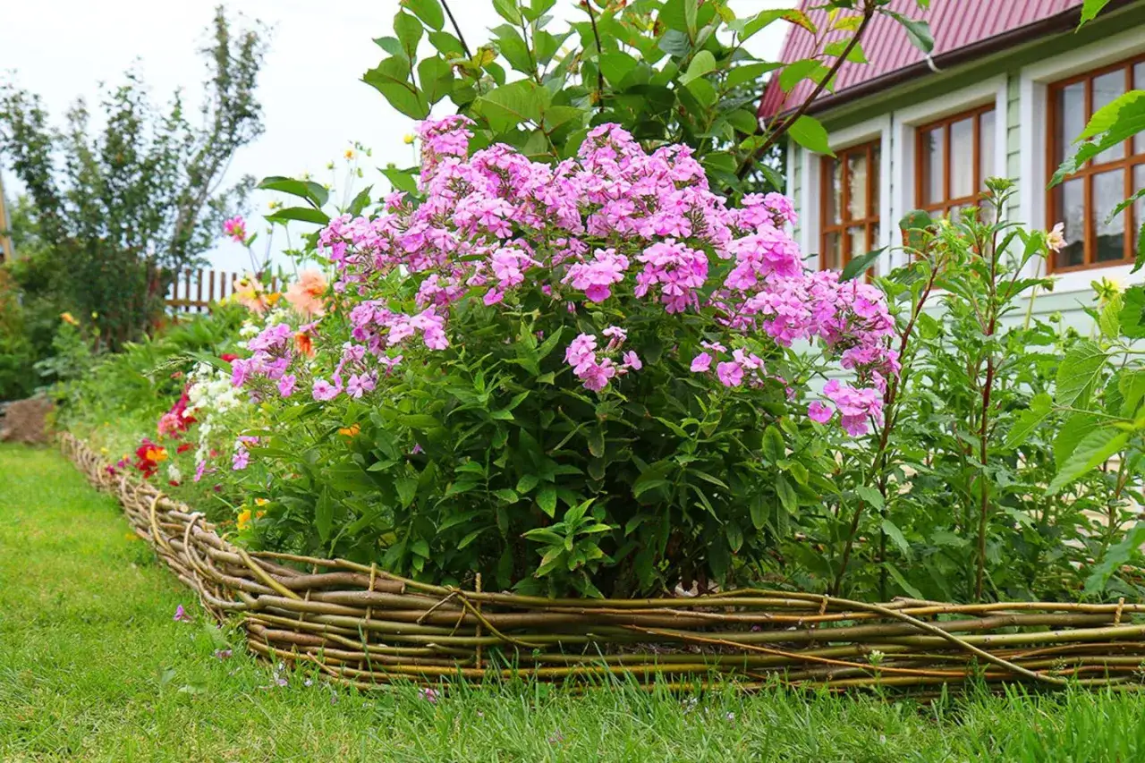 Ein &uuml;ppiger Phlox-Standort mit pinken Bl&uuml;ten vor einem Haus. Ein geflochtener Zaun grenzt das Blumenbeet ab.