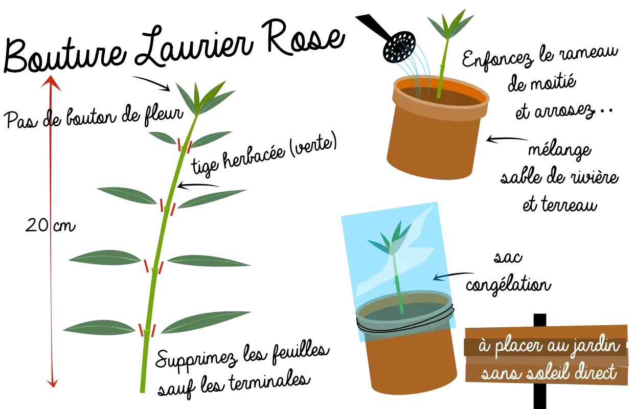 Illustration montrant comment préparer une bouture laurier cerise. Une tige est coupée, puis mise en pot et recouverte d'un sac plastique.