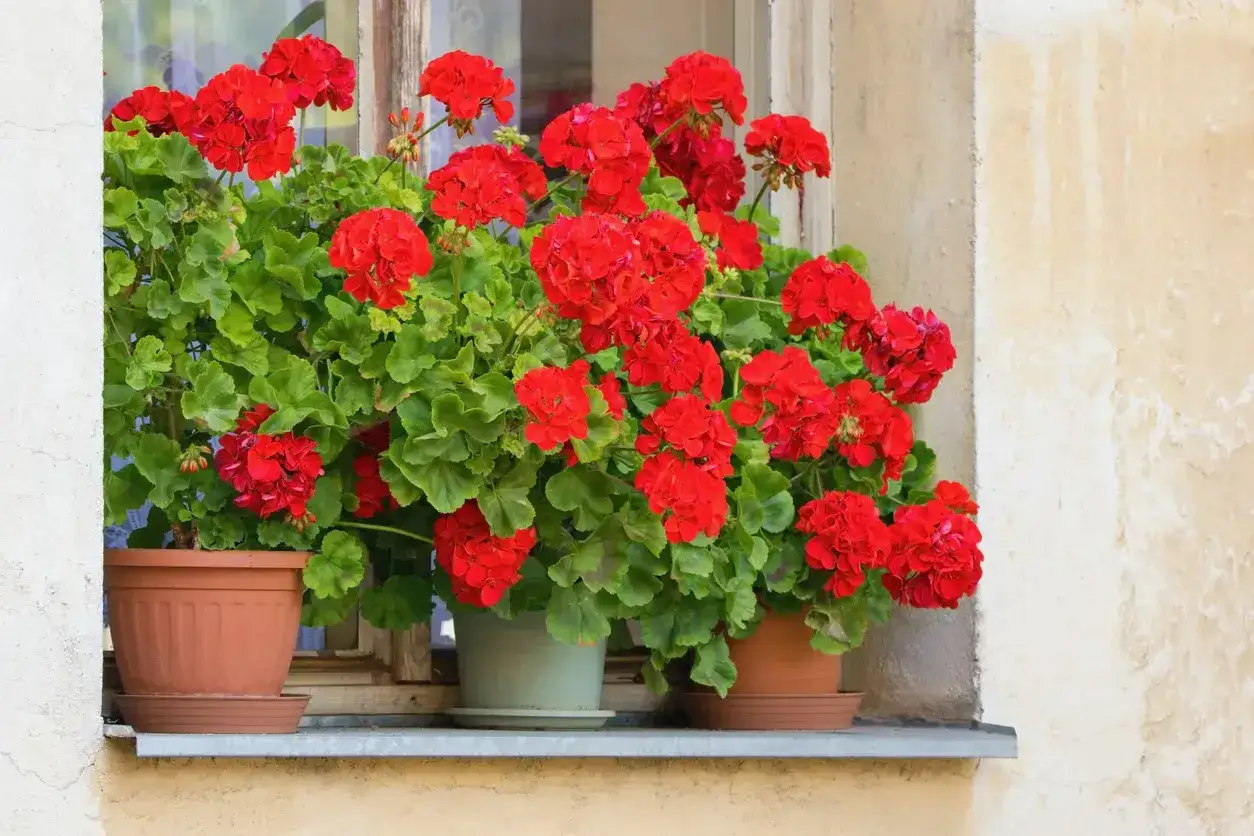 Geranios rojos vibrantes en macetas en un alf&eacute;izar, cuidados con amor, quiz&aacute;s con un toque de vinagre para mantenerlos florecientes.
