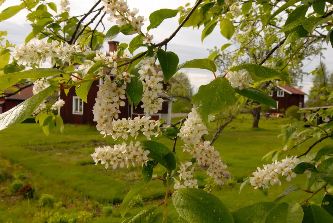 Blommande tr&auml;dgrenar med vita blommor i f&ouml;rgrunden. I bakgrunden syns r&ouml;da hus och gr&ouml;na f&auml;lt, som om det vore en idyllisk plats med naturliga buskar insynsskydd.