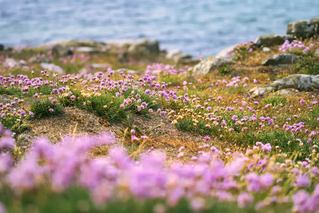 Lummiga ängar med rosa strandpioner vid havet, en bit av Sveriges riviera.