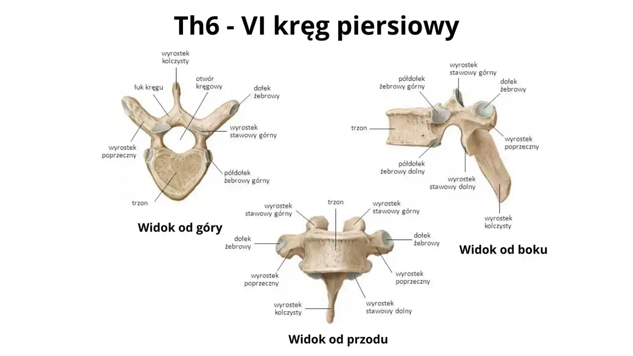 Anatomia kręgu piersiowego, kluczowa dla zrozumienia bólu kręgosłupa piersiowego. Widok z góry, boku i przodu.