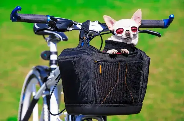 różne typy transporterów dla chihuahua