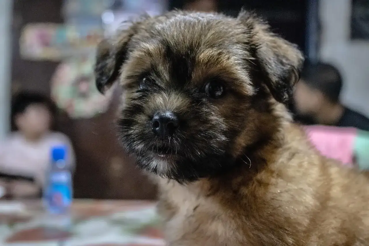 Mały piesek, może to shih tzu, patrzy z wyrzutem. Dlaczego shih tzu jest smutny? Może czeka na smakołyk.