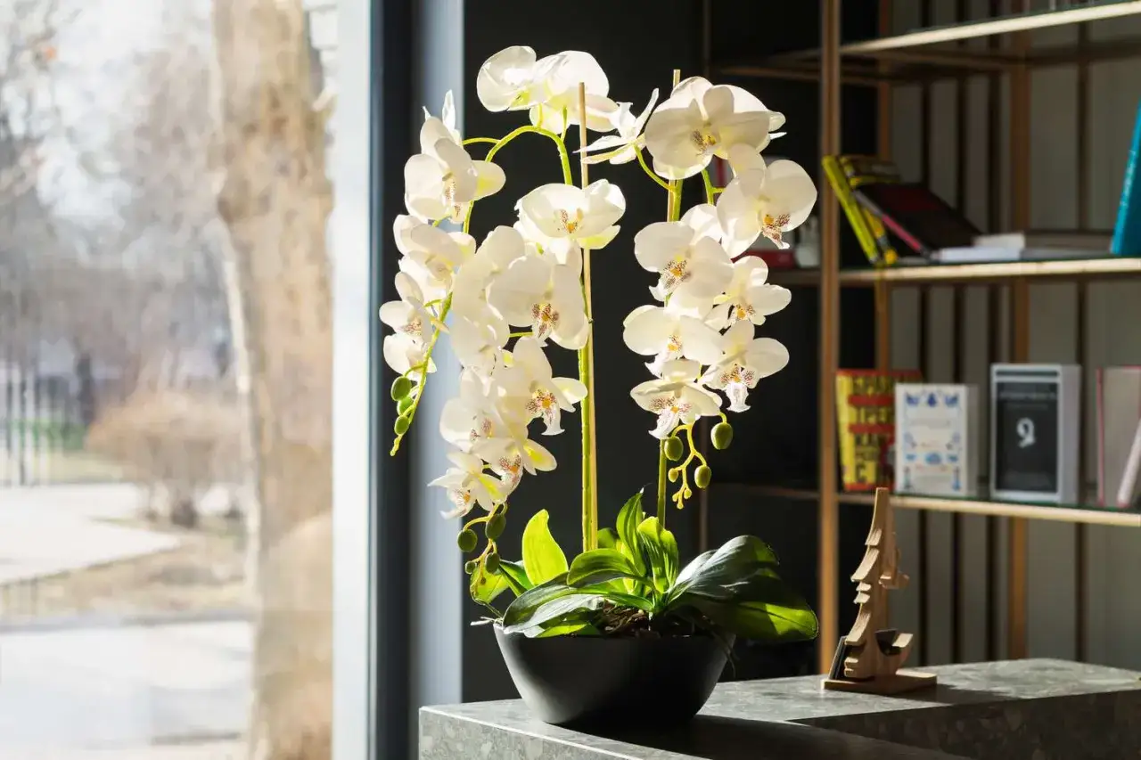 Białe storczyki odmiany Phalaenopsis w czarnej donicy, pięknie prezentują się na tle okna i regału z książkami.