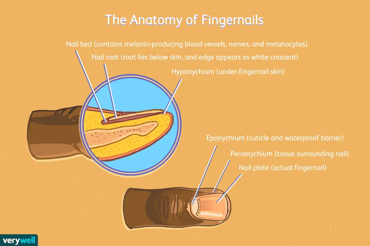 Illustration d&eacute;taill&eacute;e de l'anatomie de l'ongle, montrant le lit, la racine, l'hyponychium, l'&eacute;ponychium, le p&eacute;ronychium et la plaque de l'ongle.