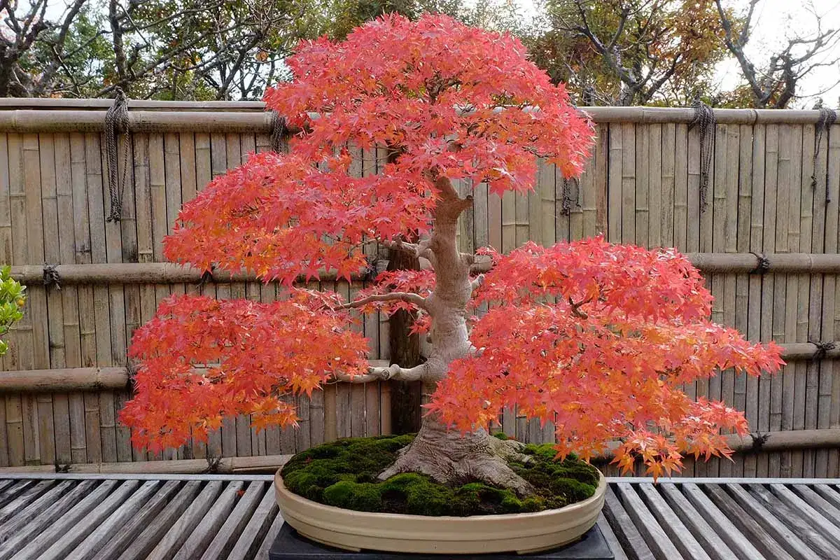 A vibrant Japanese maple in a pot, its leaves a fiery red and orange, stands before a bamboo fence.