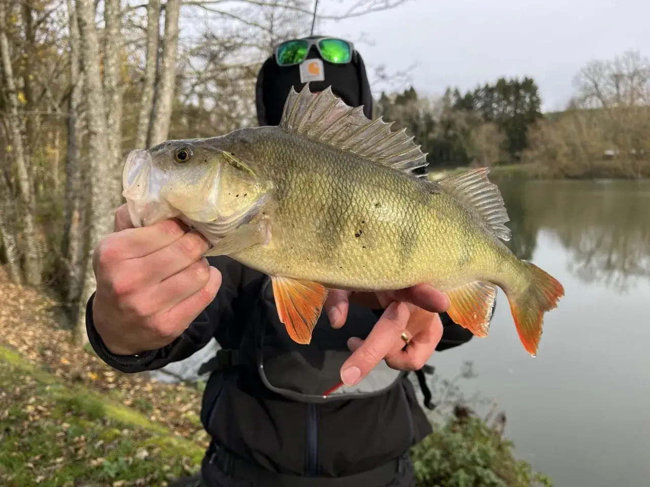 Un pêcheur tient un beau poisson carnassier, un perche aux nageoires orangées, devant un lac.