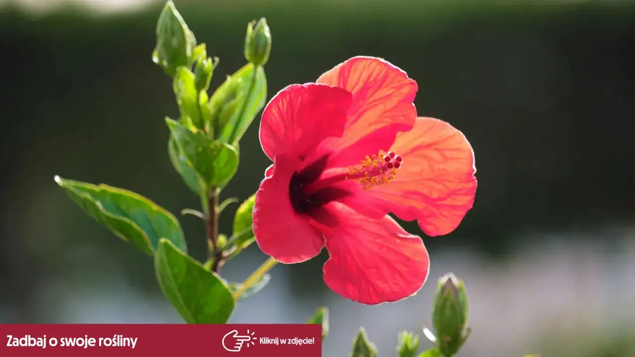 Piękny, czerwony hibiskus domowy rozkwita wśród zielonych liści. Obok widać pąki kwiatowe.