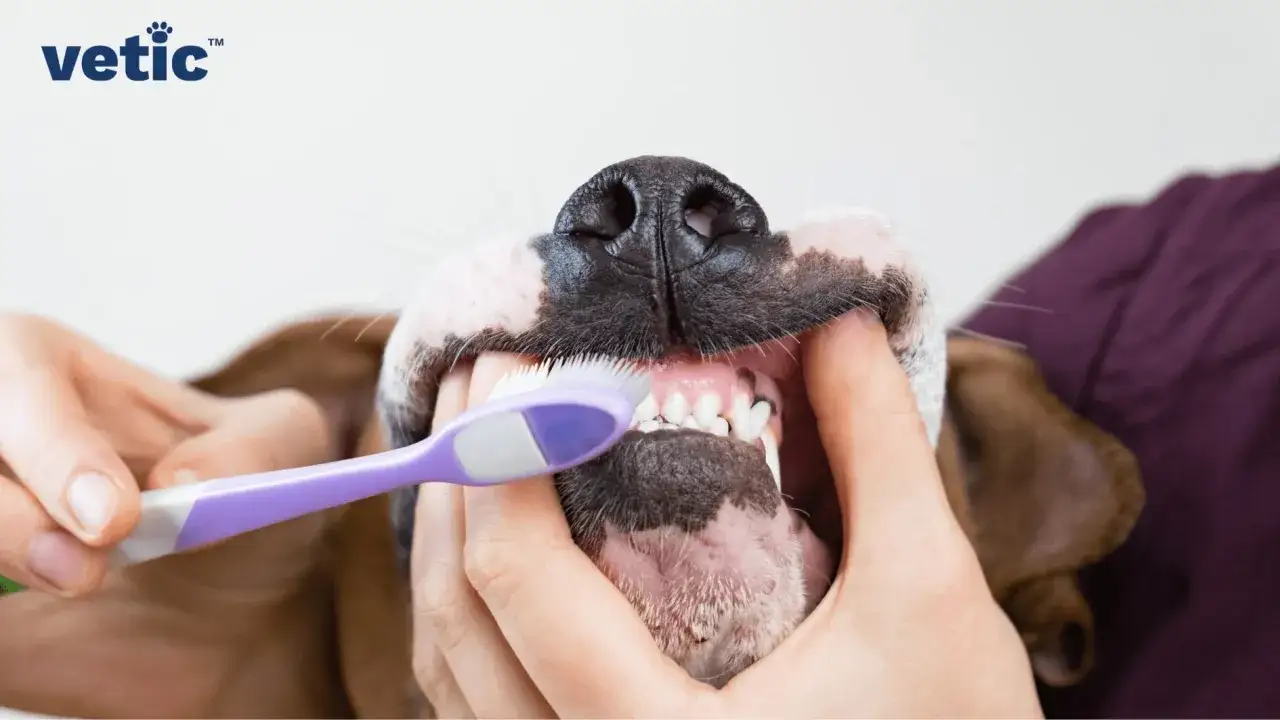 Manos sujetan la boca de un perro para limpiar dientes con un cepillo morado.