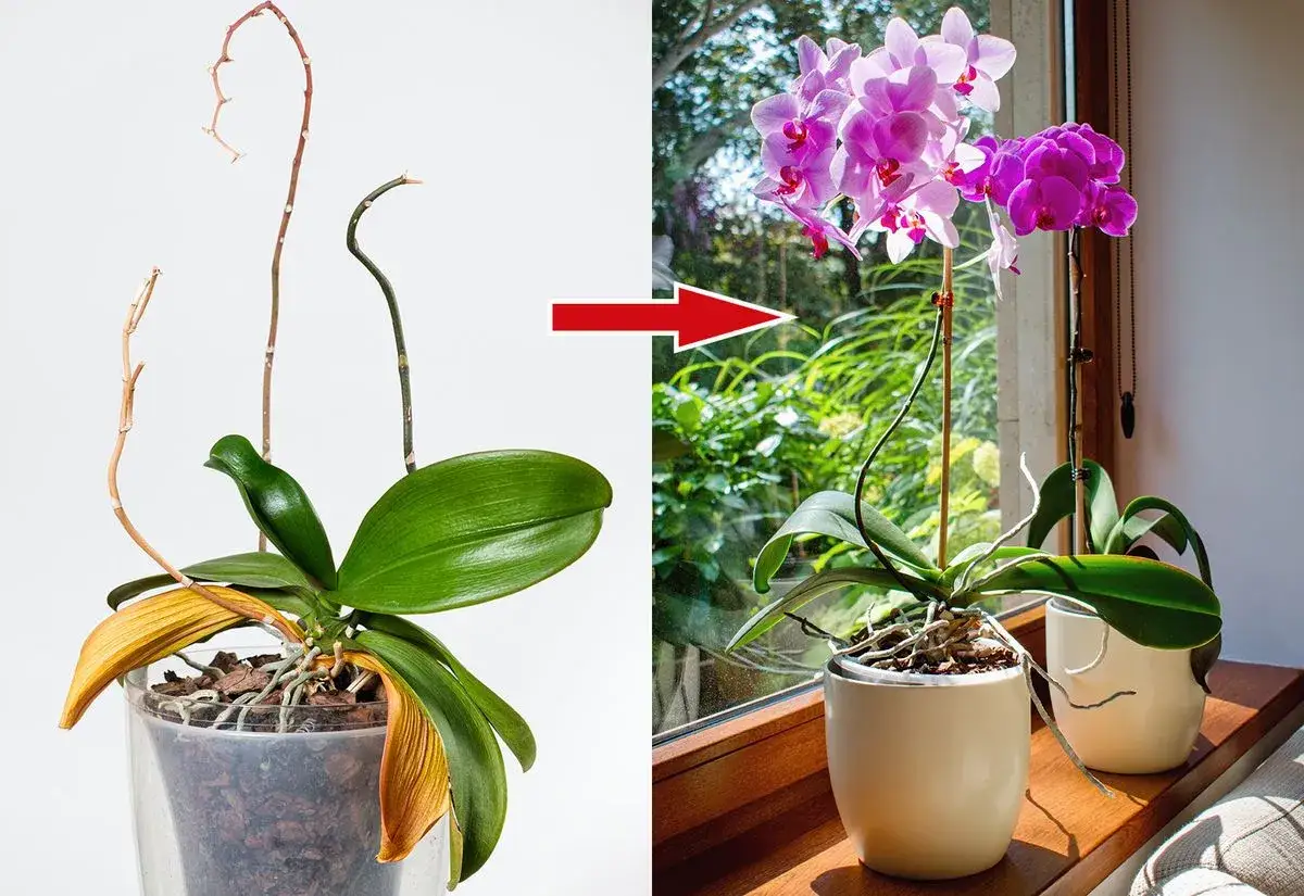 F&ouml;re och efter: en vissnad orkid&eacute; som &aring;terh&auml;mtar sig och blommar vackert efter att ha f&aring;tt r&auml;tt sk&ouml;tsel och att vattna orkid&eacute;.