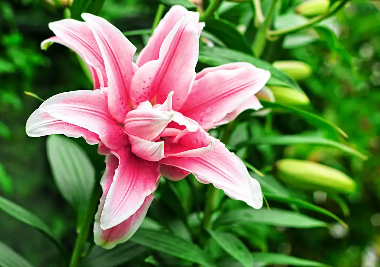 Un magnifique lys rose, ses p&eacute;tales d&eacute;licats r&eacute;v&egrave;lent la signification d'une fleur &eacute;panouie.