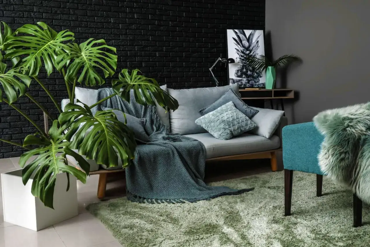 Monstera-Blätter gedeihen auch bei zimmerpflanzen wenig licht. Gemütliches Wohnzimmer mit Sofa, Decke und Teppich in Grüntönen.