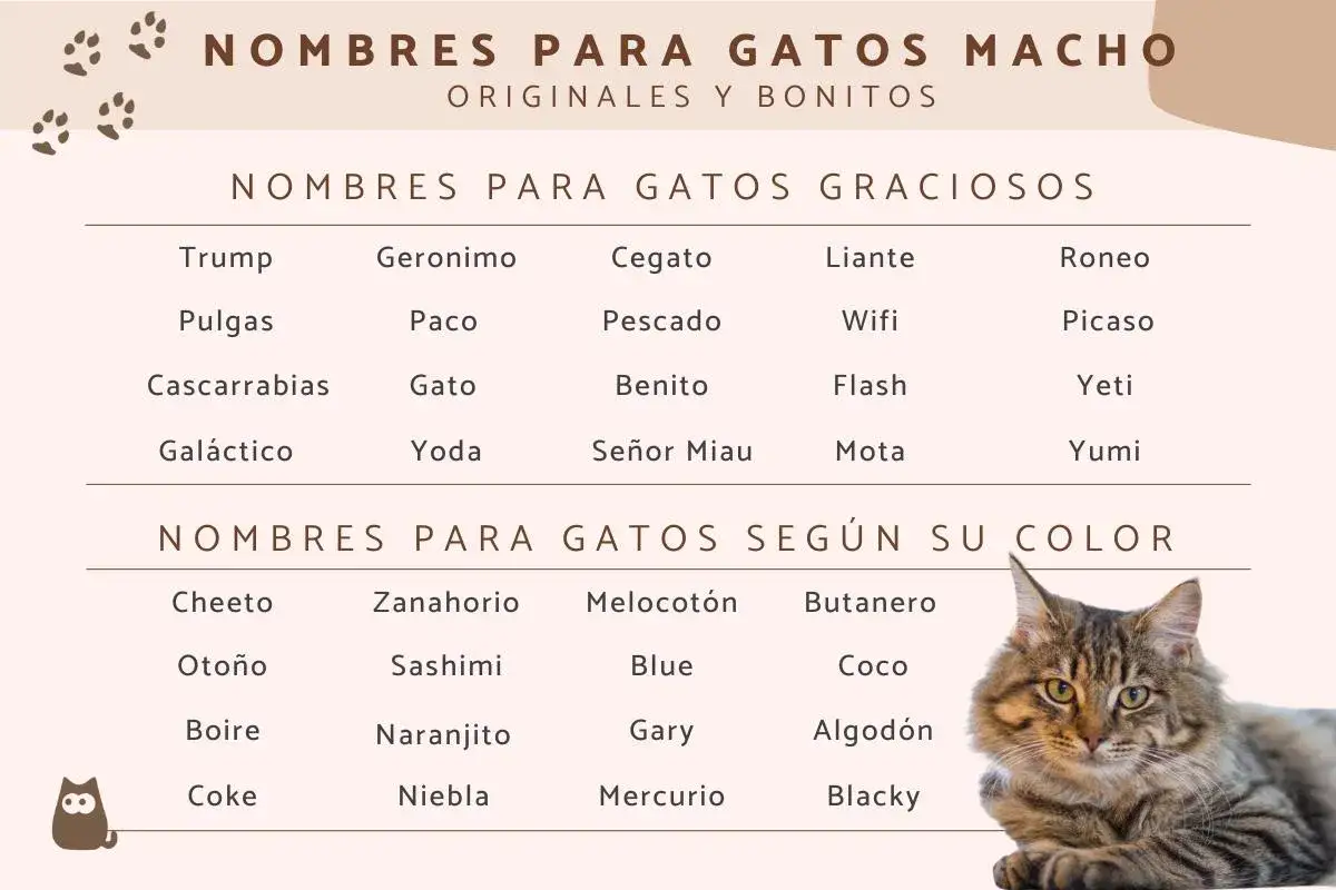 Lista de nombres para gatos machos originales y bonitos, con opciones graciosas y por color. &iexcl;Encuentra el nombre perfecto para tu felino!