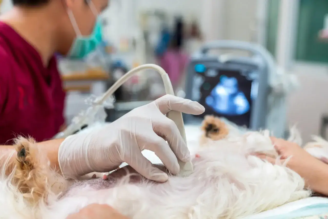 Weterynarz w rękawiczkach wykonuje USG białego psa, monitor pokazuje obraz narządów wewnętrznych. Badanie pomaga zdiagnozować problemy, np. ibd.