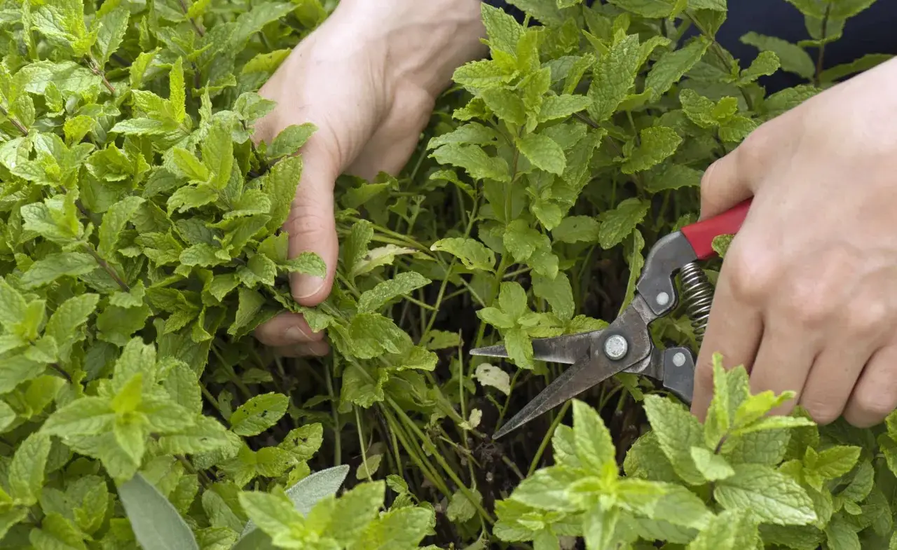 Hände ernten frische Minze mit einer Gartenschere. Das saftige Grün duftet herrlich.