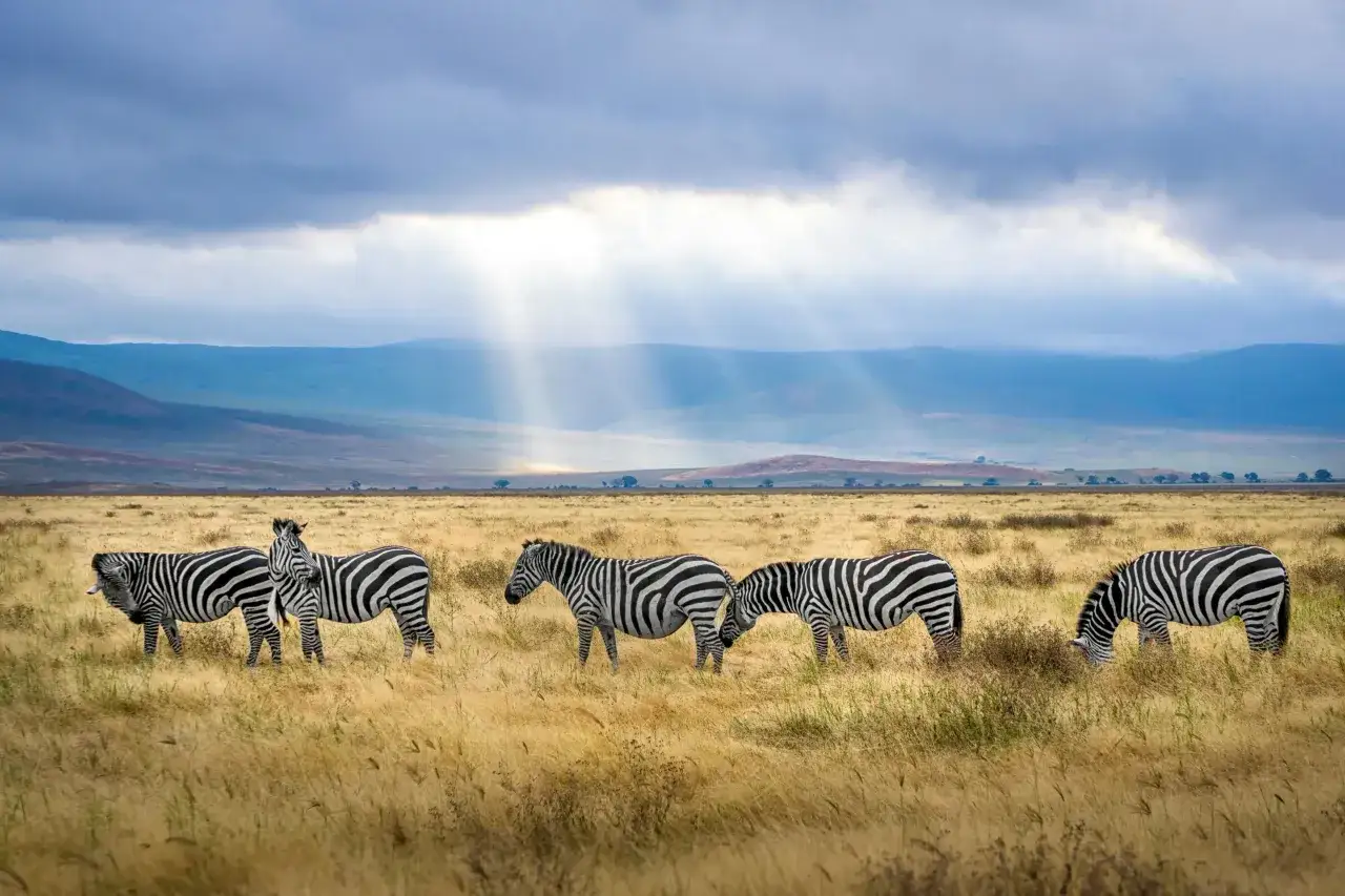 Cinco cebras pastan en la sabana dorada durante un safari en Tanzania, bajo un cielo dram&aacute;tico con rayos de sol.