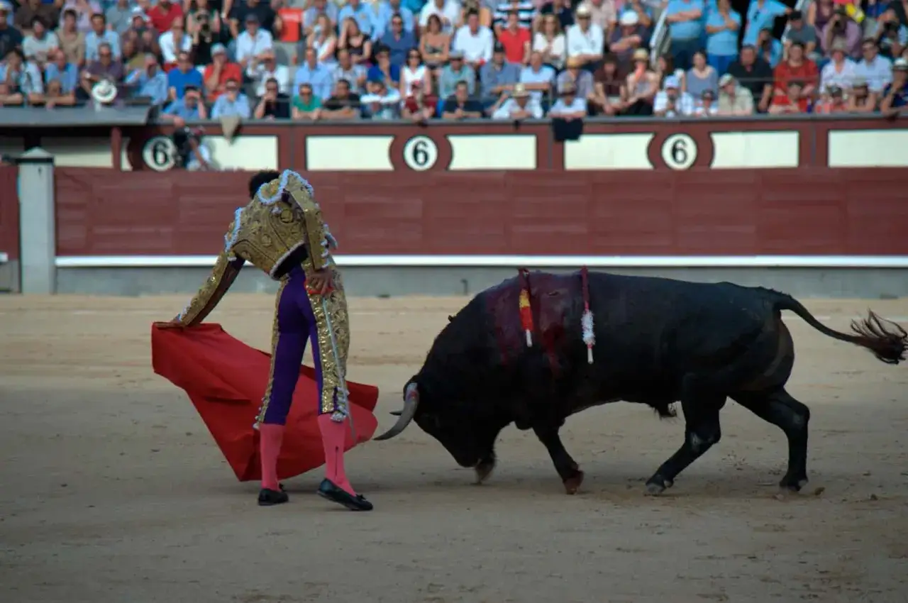 Un torero con traje de luces se enfrenta a un toro en la arena, evocando el origen de la tauromaquia.