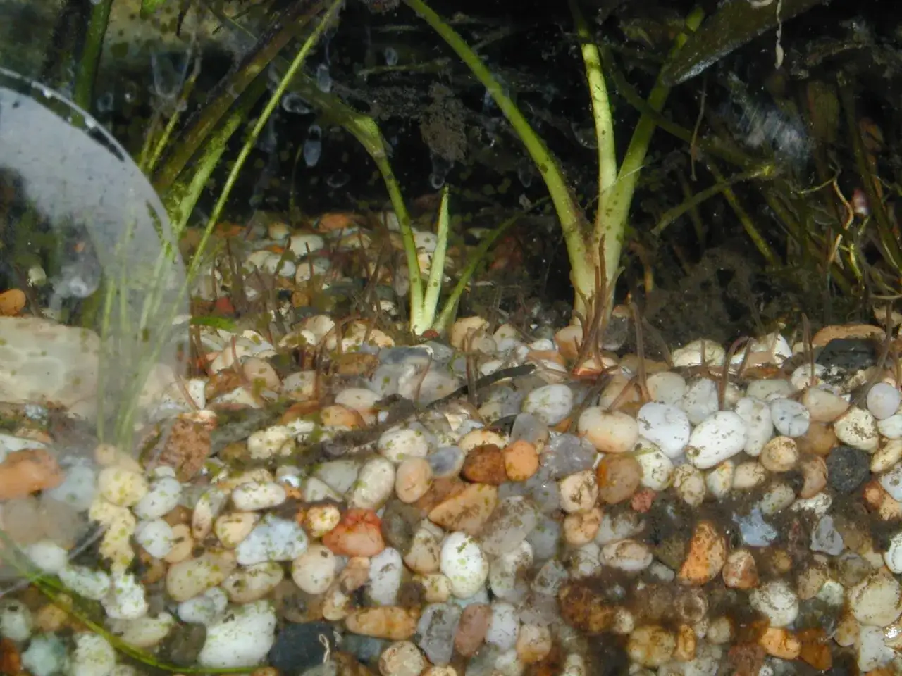 Un ver d'eau douce se cache parmi les graviers et les plantes aquatiques.