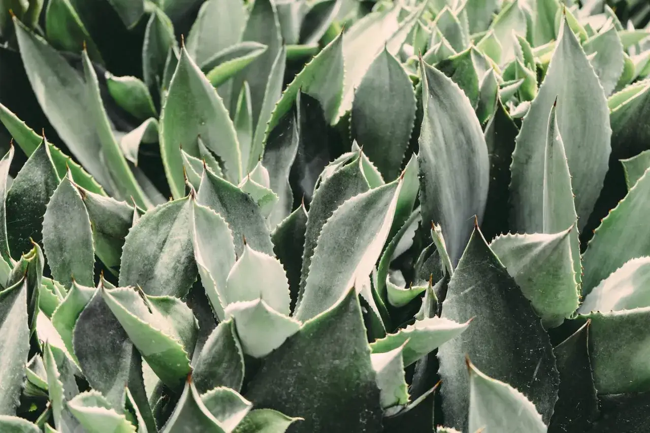 Un primo piano di numerose aloe vera foglie, con bordi seghettati e punte affilate, che creano una texture densa e verde.