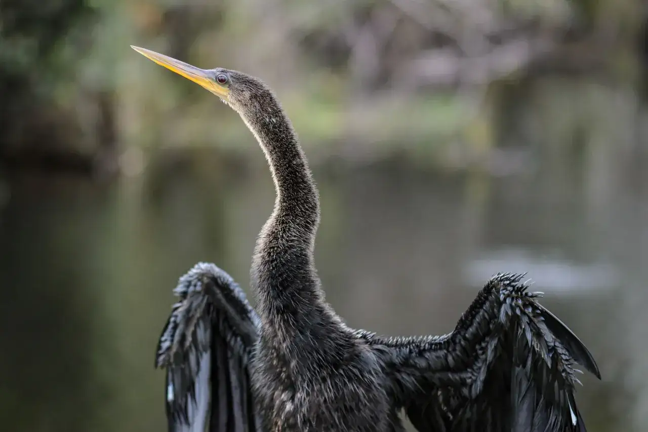 A striking bird photography shot of an anhinga with its wings spread, neck arched, and beak pointed skyward.