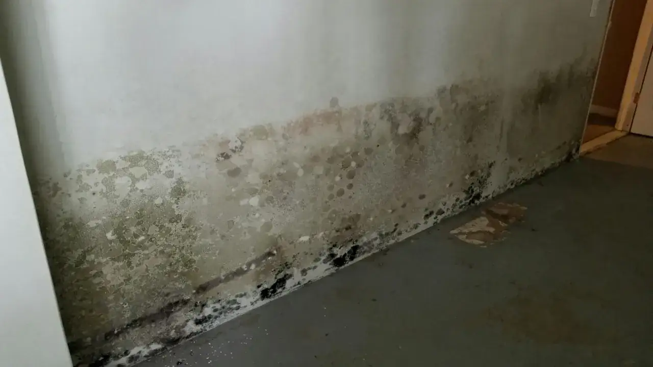 Schimmelbefall an der Wand eines feuchten wohnraum keller.