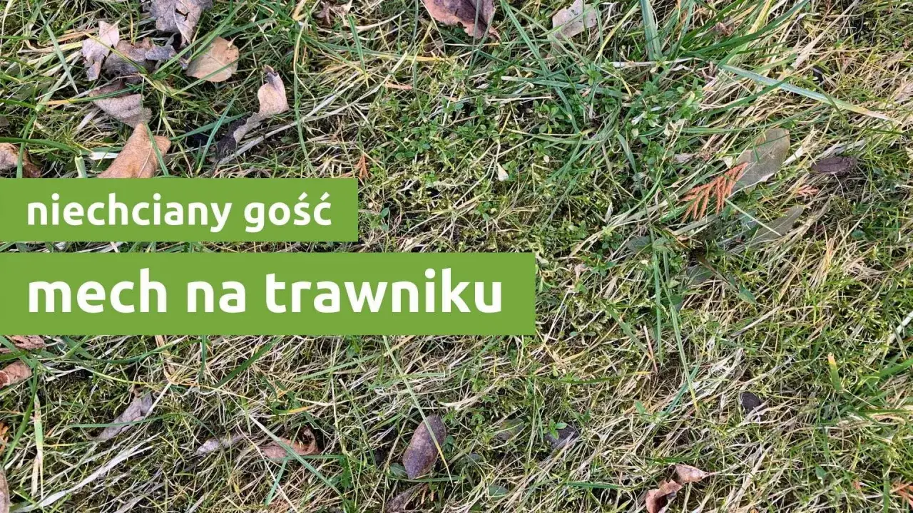 Mech na trawniku przyczyny