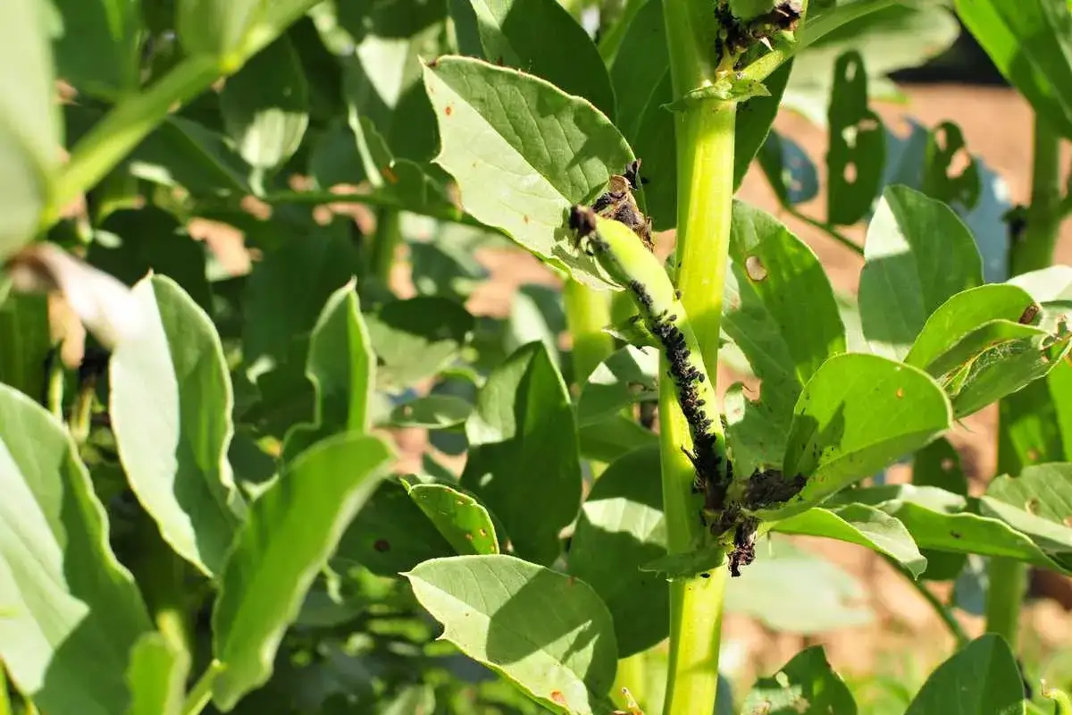 Des pucerons noirs infestent la tige et les jeunes gousses d'une plante verte.
