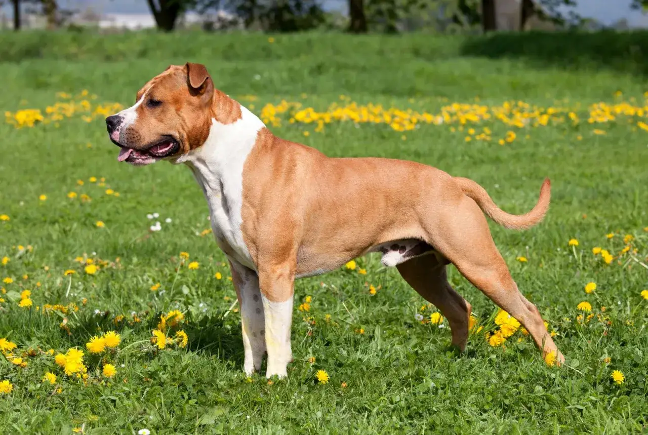 Silny amerykański staffordshire terrier w brązowo-białej sierści stoi na łące pełnej ż&oacute;łtych mniszk&oacute;w lekarskich.