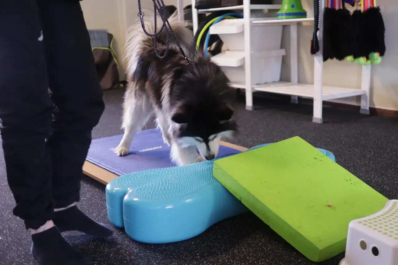 Hunden tränar balans på olika redskap. Kanske är det en del av ett rehab-program för en hund som varit ensam hemma för länge.