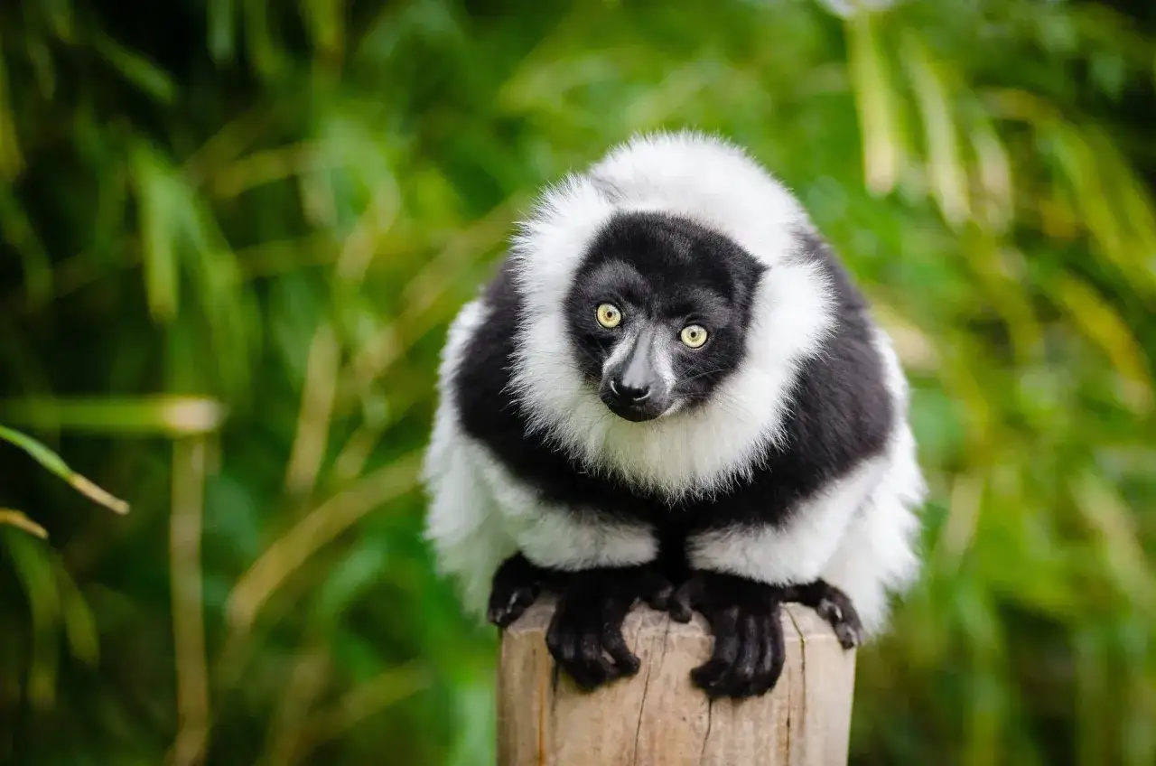 Czarno-biały lemur siedzi na pniu. Idealny czas, kiedy lecieć na Madagaskar, by go zobaczyć.