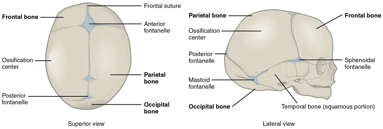 Vista superiore e laterale del cranio di un neonato, con etichette che indicano le ossa e le fontanelle, come la fontanella anteriore e posteriore.