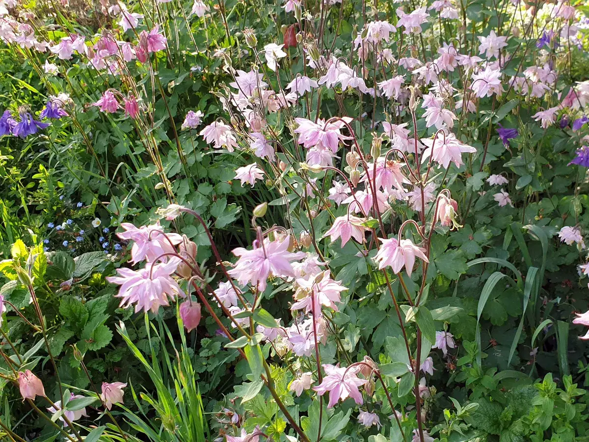 Ein sonniger Akelei-Standort mit vielen zarten rosa Blüten und einigen blauen Akzenten.