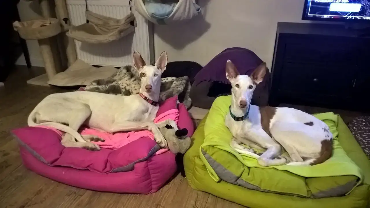 Dwa podenco z Ibizy, w tym jeden z hodowli, odpoczywają na kolorowych legowiskach.