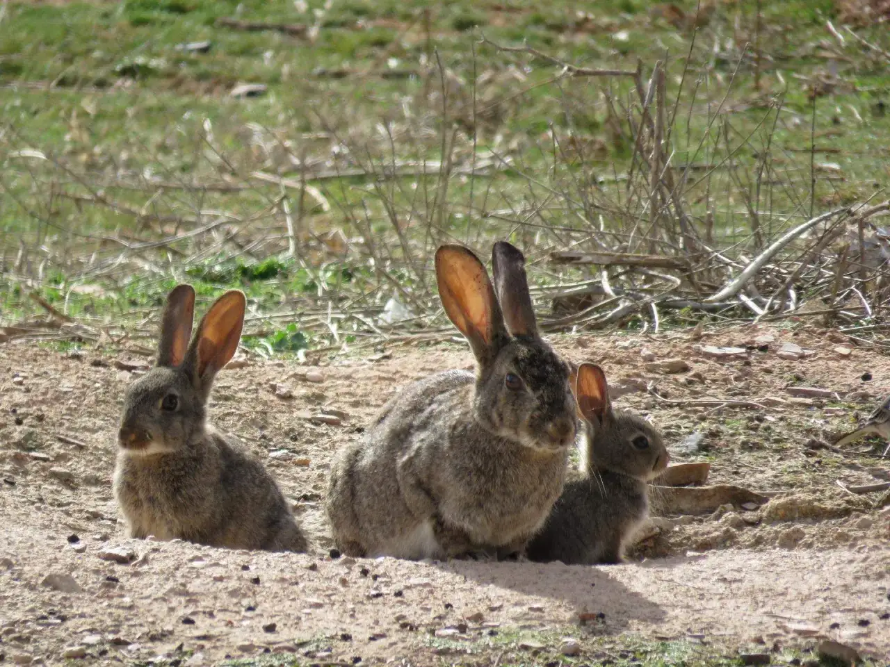 Tres conejos descansan en la tierra seca. Uno es m&aacute;s grande, con orejas largas y atentas. Los otros dos, m&aacute;s peque&ntilde;os, observan el entorno.