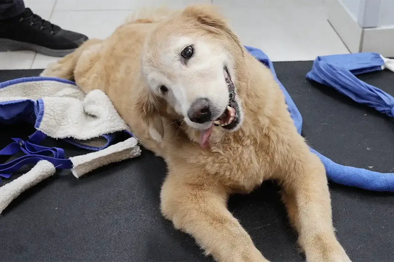 Perro con síndrome vestibular, con la cabeza inclinada y la lengua afuera, parece recuperarse.